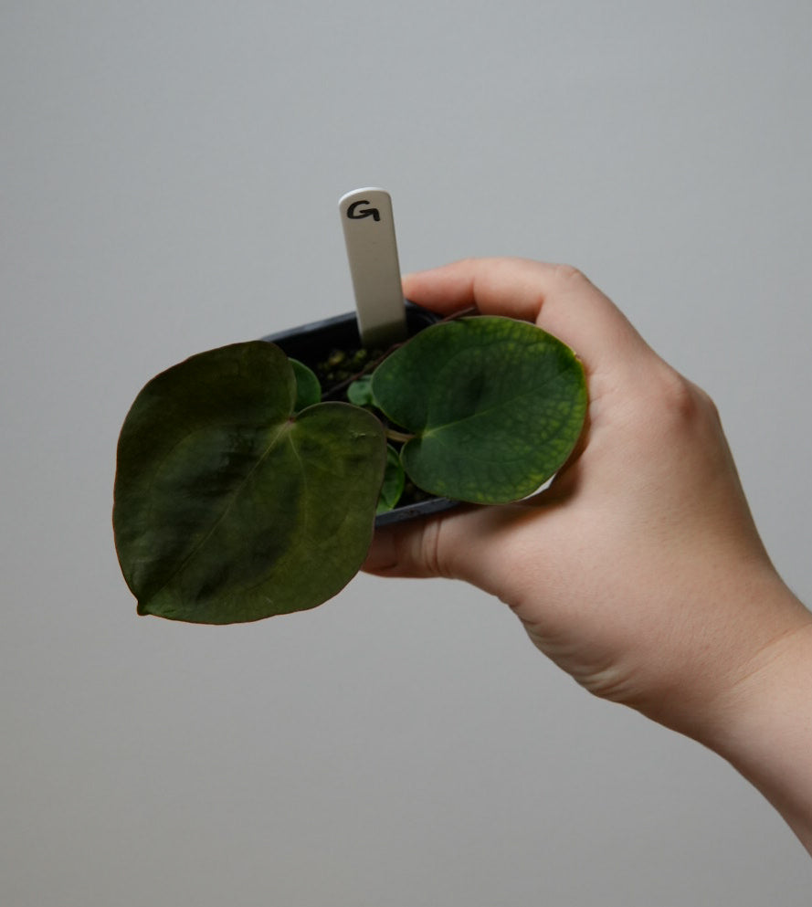 Anthurium carlablackiae X x (noid 'Code Red' x papillilaminum 'A+')