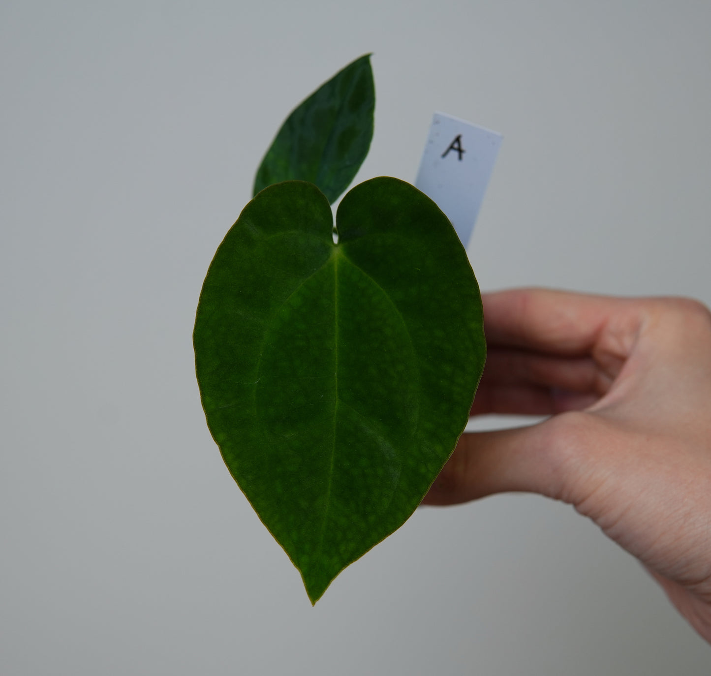 Anthurium (AOS x forgetii 1) x BVEP ('round' x 'RA1')