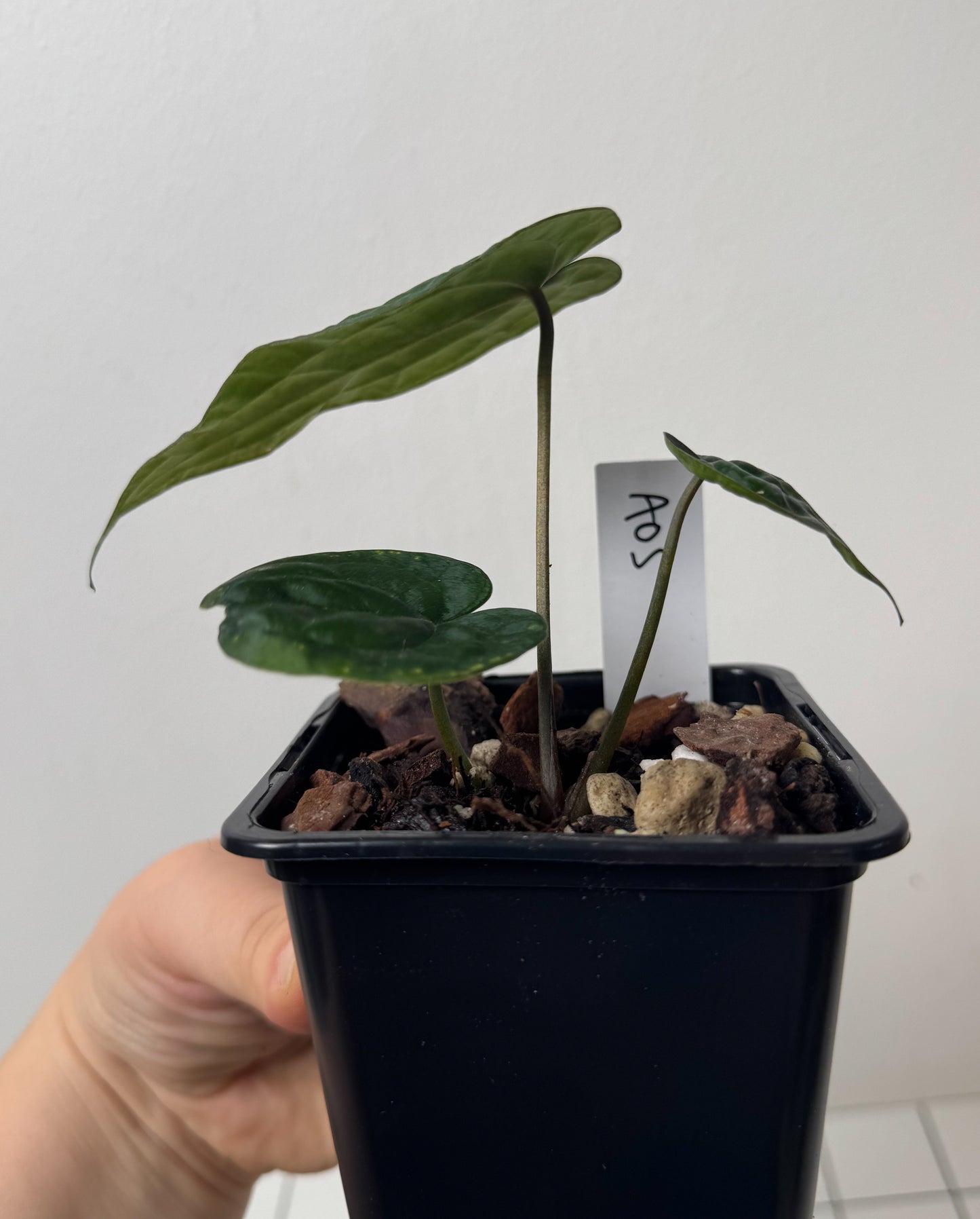 Anthurium AOS (df x gf)