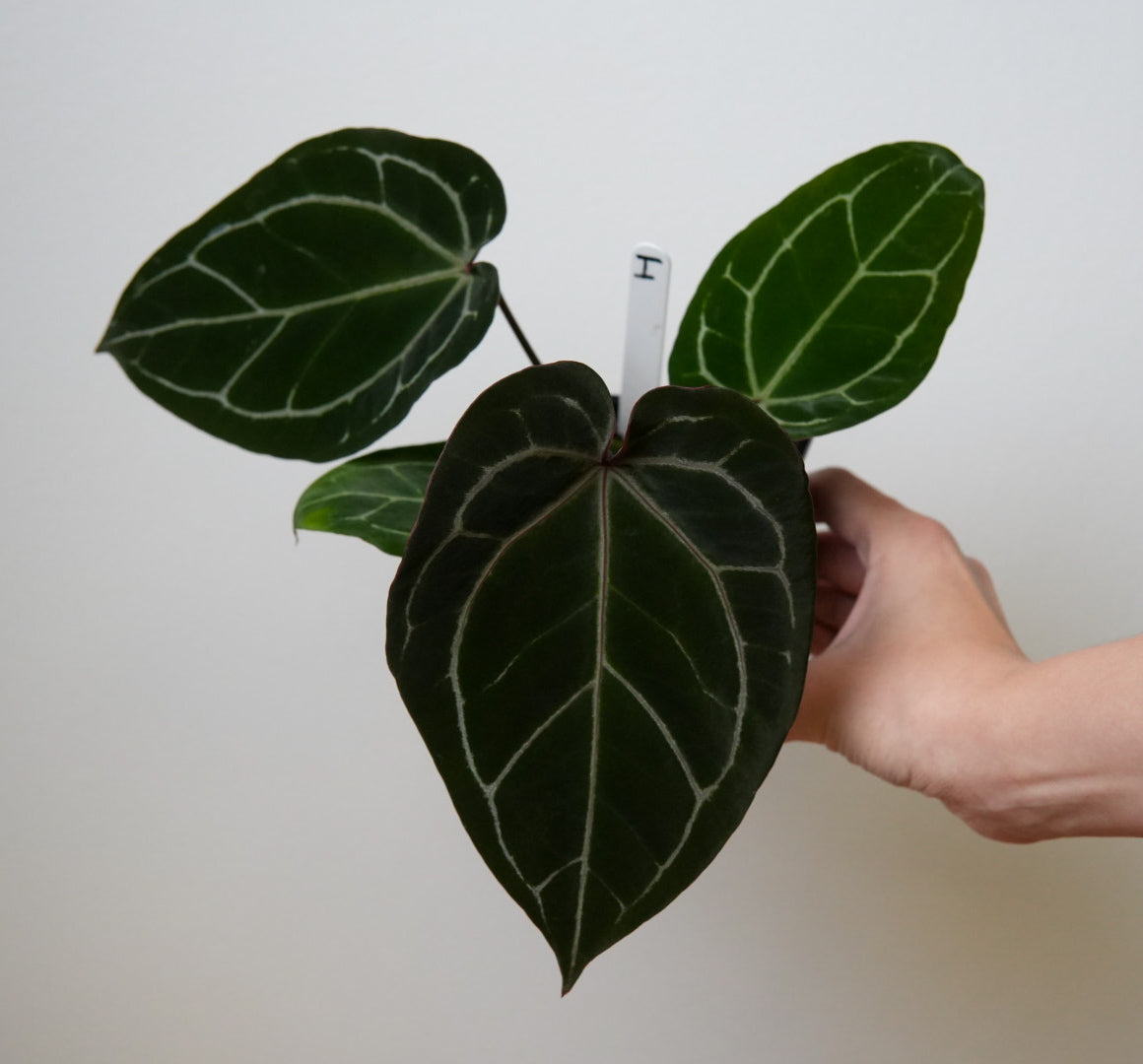 Anthurium Complex HU hybrid 2 x (Zara x Michelle)