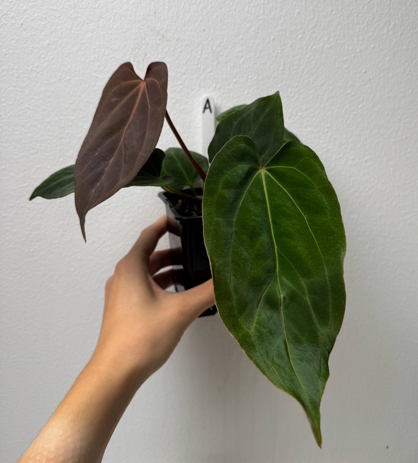 Anthurium (midnight velvet x 'red studd') x carlablackiae x (NSE)