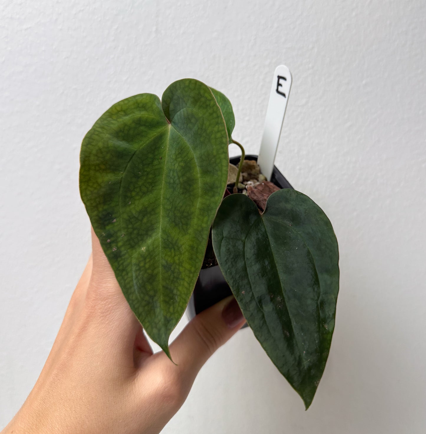 Anthurium (AOS x forgetii 2) x carlablackiae X (NSE)