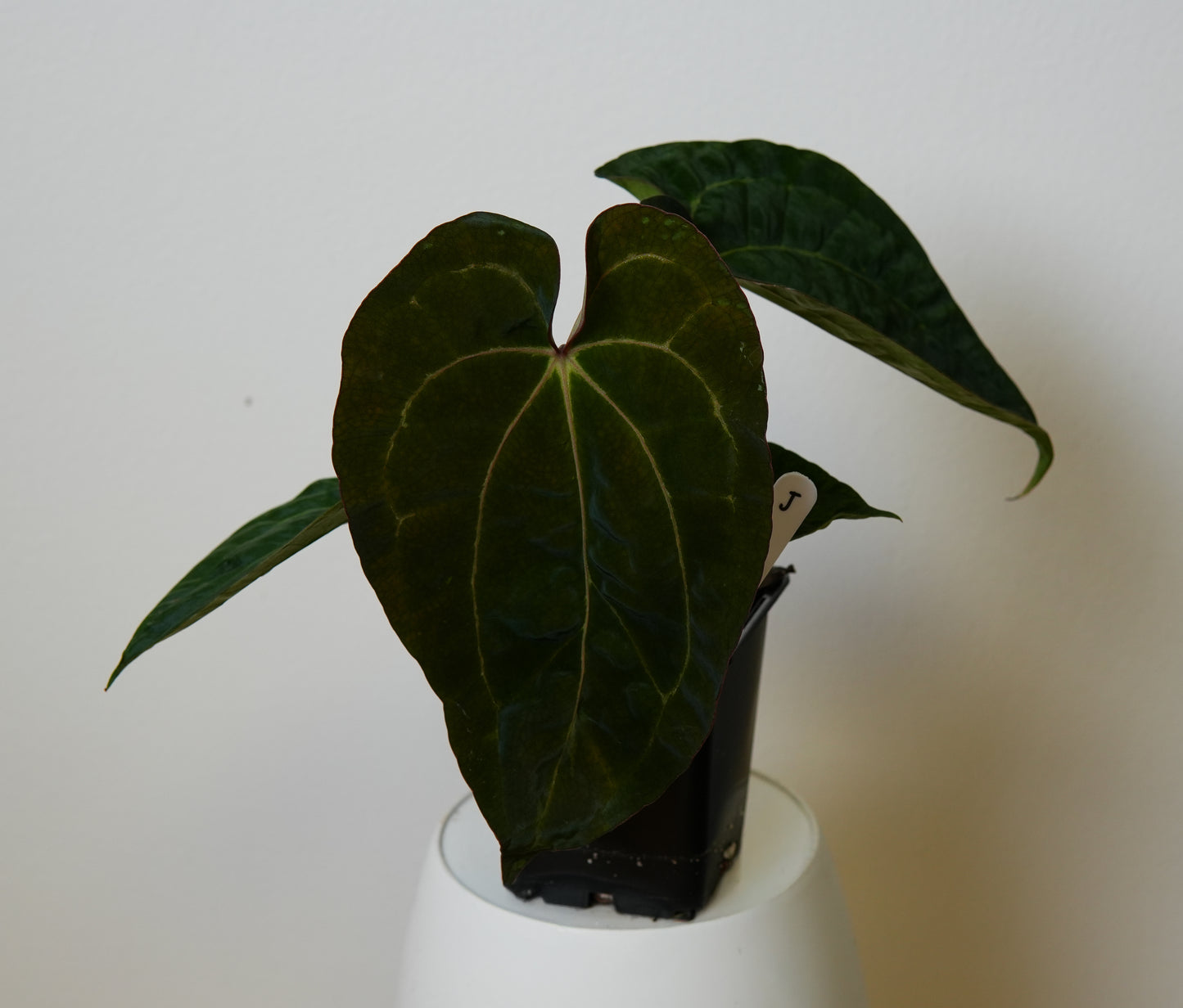 Anthurium (AOS x (Zara x Michelle) 1) x ((carlablackiae x dressleri RD) x pap 'RLFS')