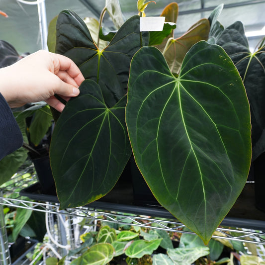 Anthurium 'Alien' x complex HU 1