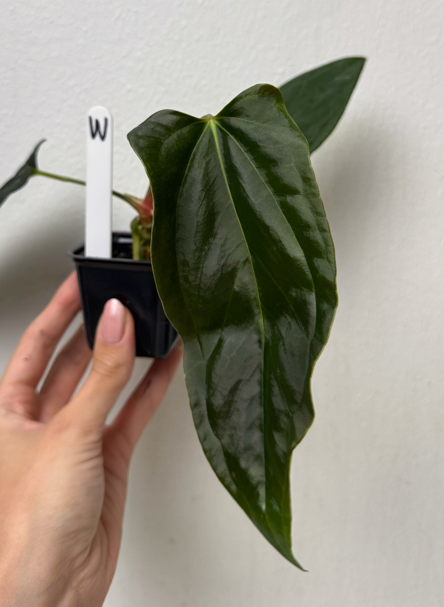 Anthurium (subsignatum x papillilaminum 'Marie') x (NSE dorito port x  papillilaminum RLFS)