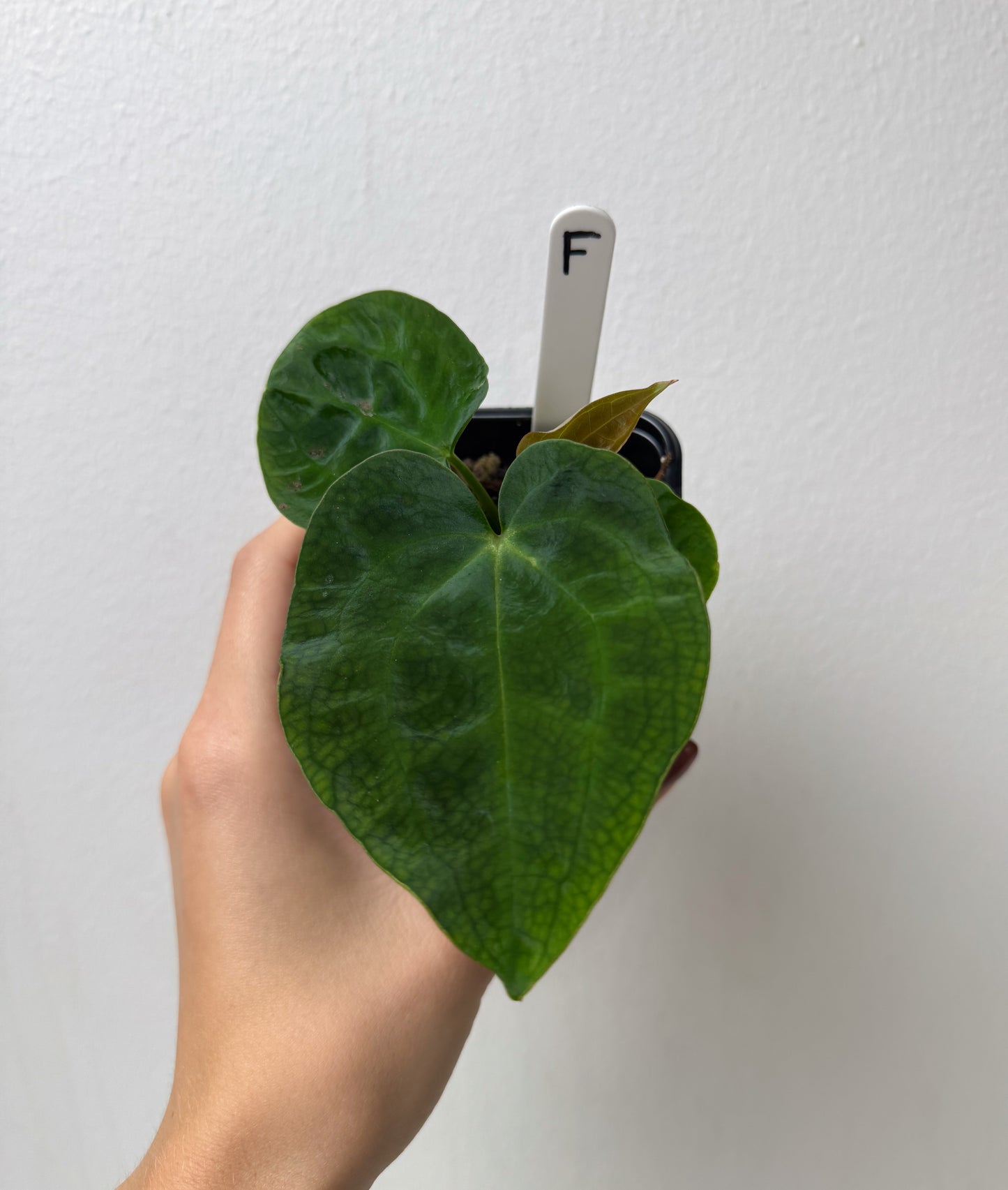 Anthurium (AOS x forgetii 2) x carlablackiae X (NSE)