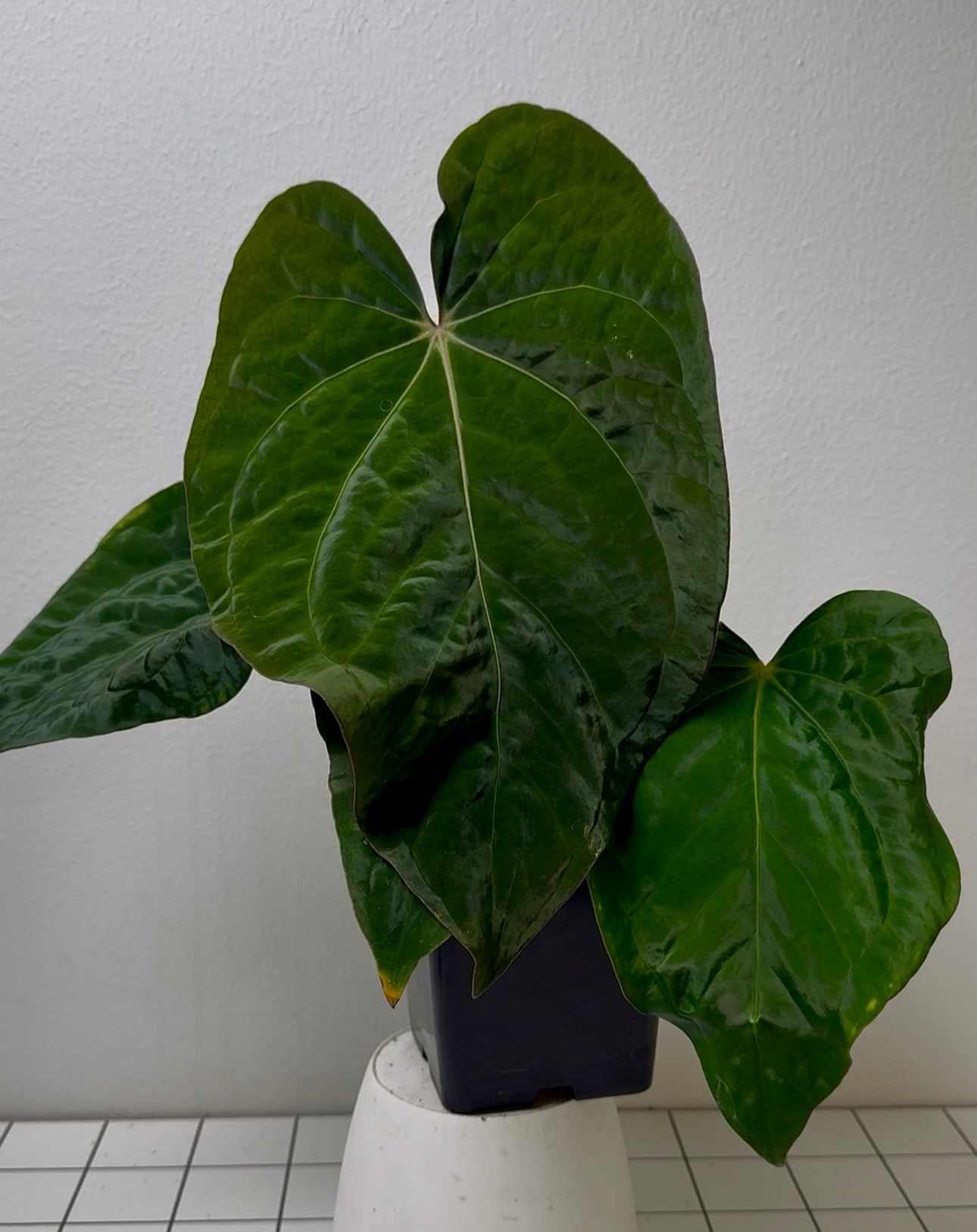Anthurium carlablackiae (NSE) x kunayalense