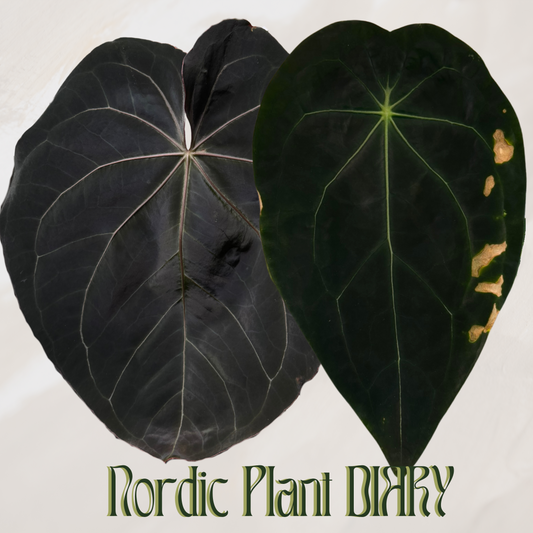 Anthurium complex HU hybrid 2 x (forgetii x warocquanum 'Alien')