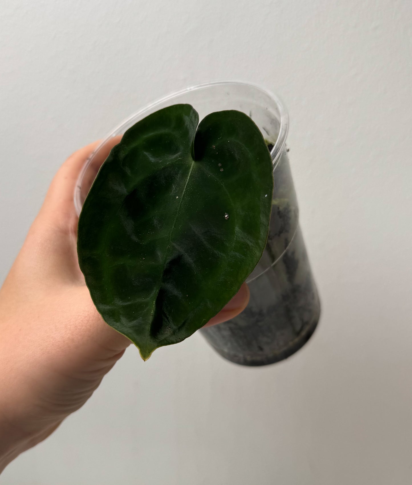 Anthurium forgetii dark form