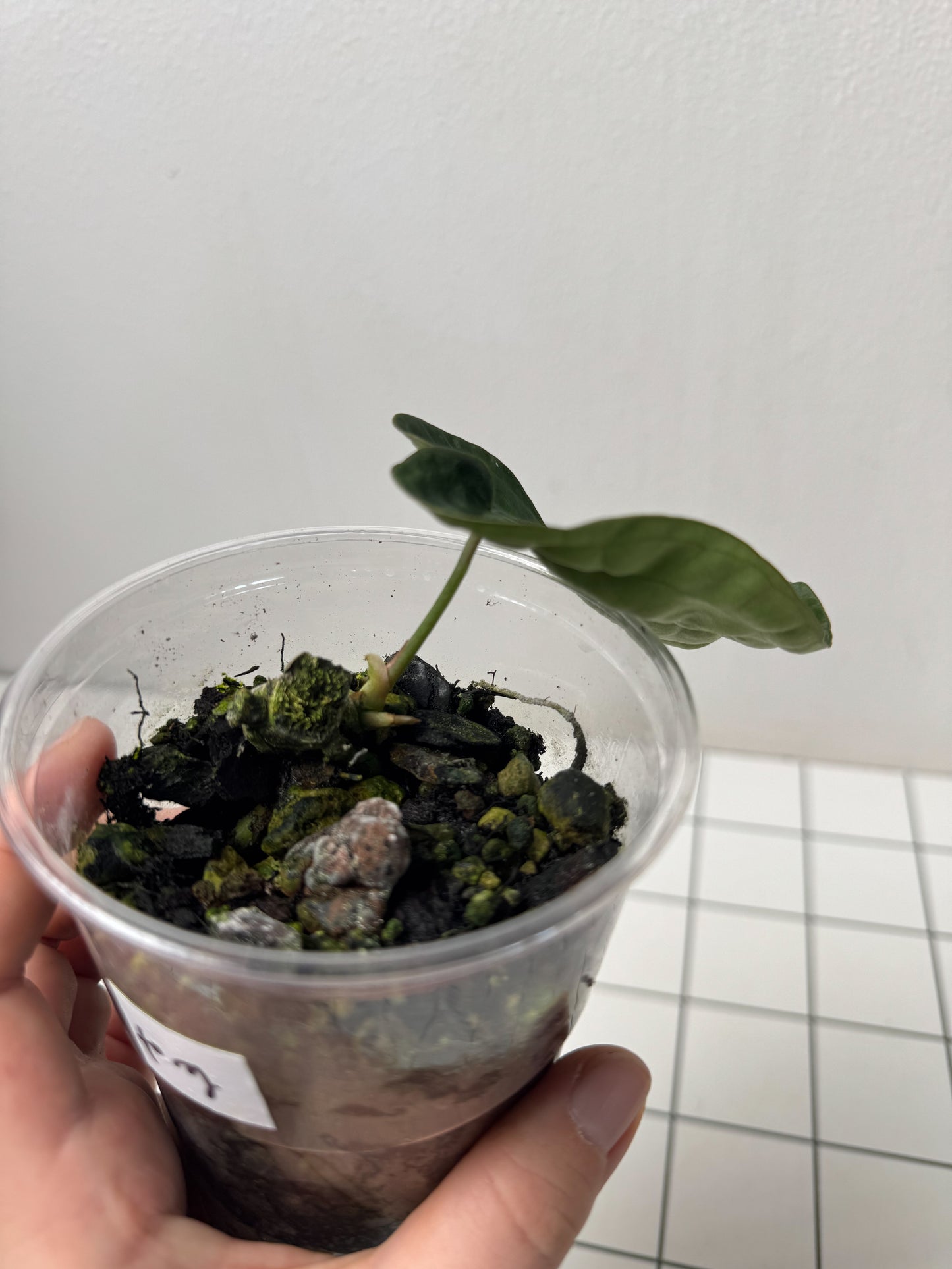 Anthurium forgetii dark form