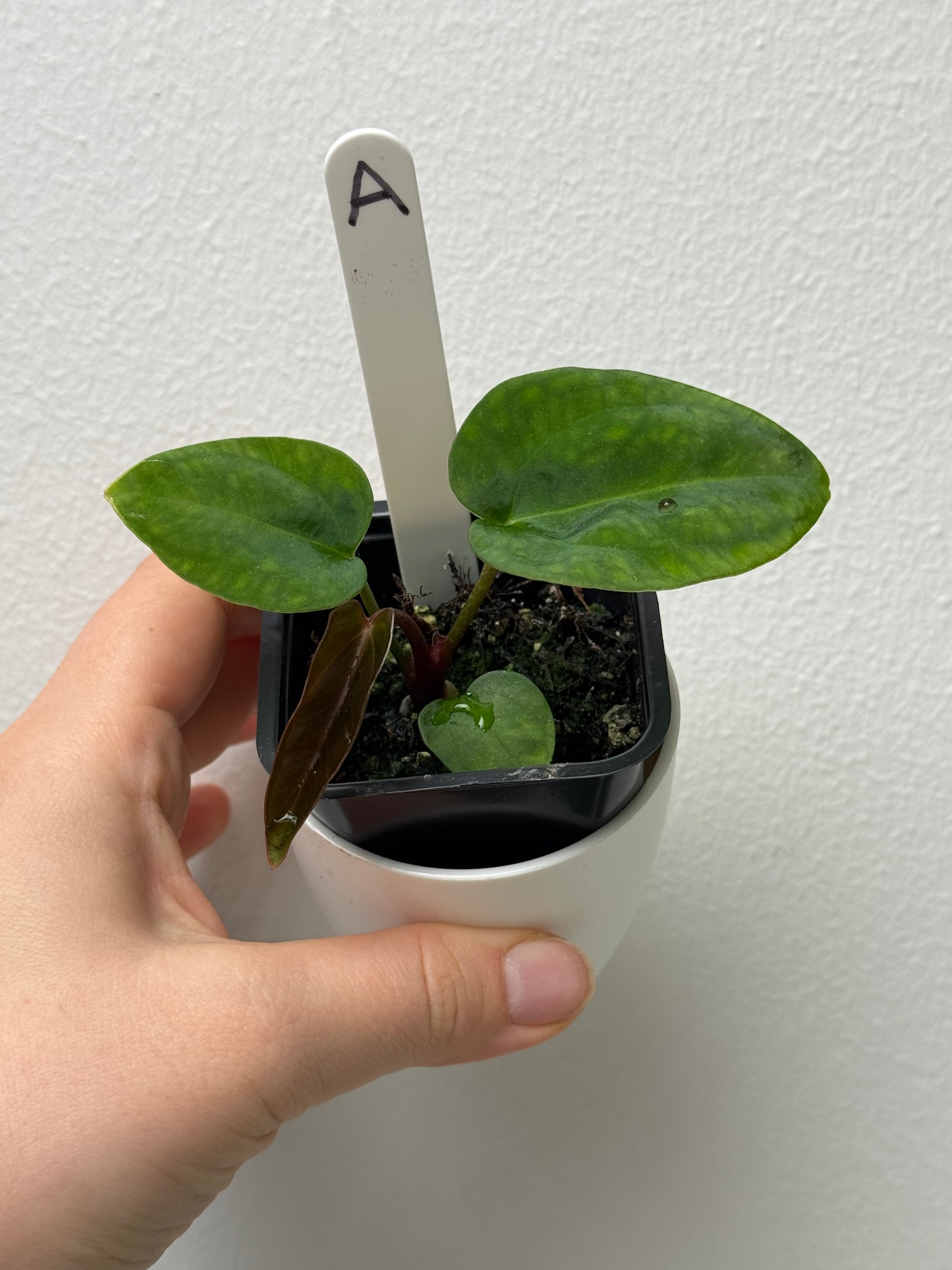 Anthurium carlablackiae (NSE) x (Dorito Port x RLFS)