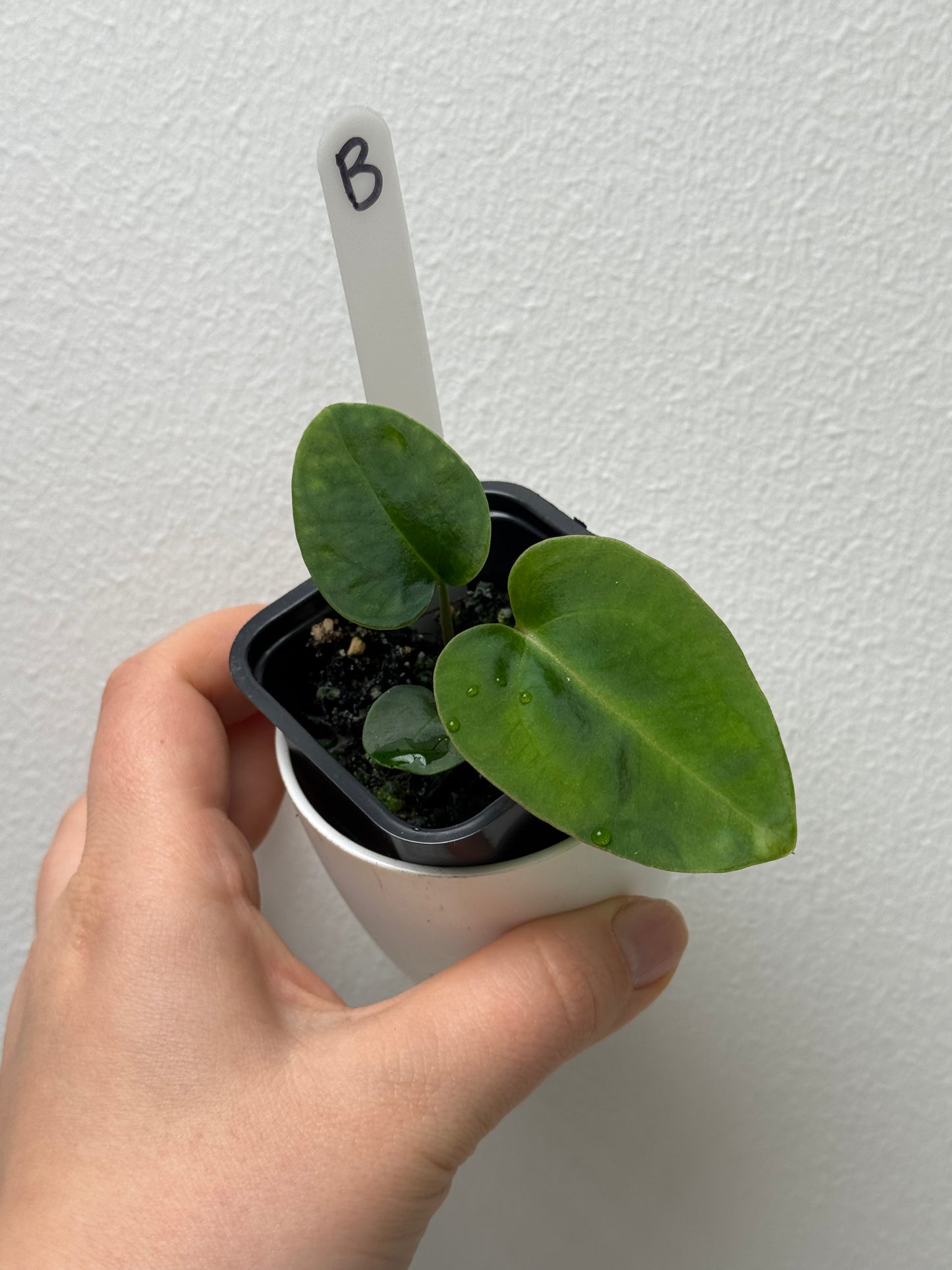 Anthurium carlablackiae (NSE) x (Dorito Port x RLFS)