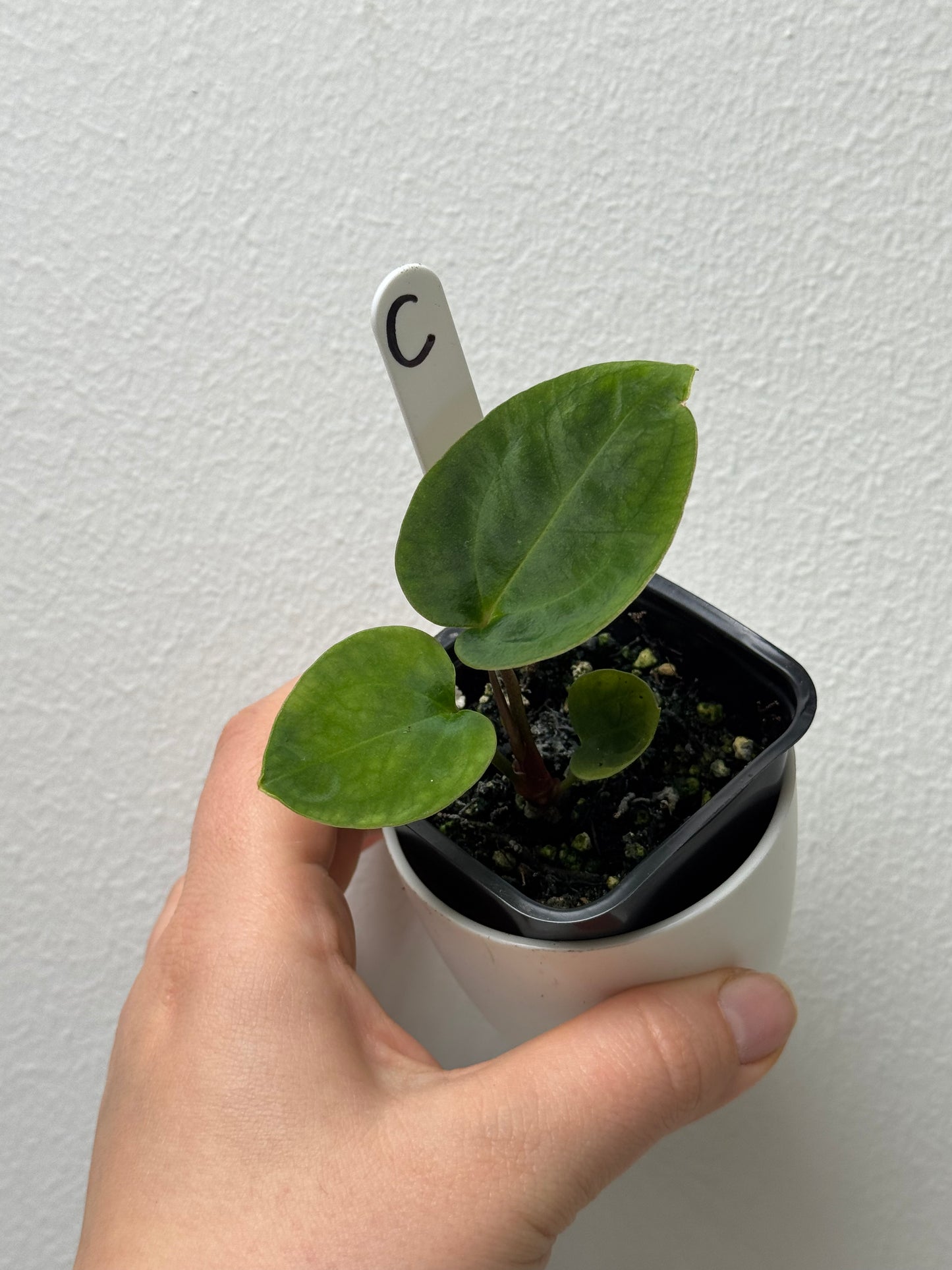 Anthurium carlablackiae (NSE) x (Dorito Port x RLFS)