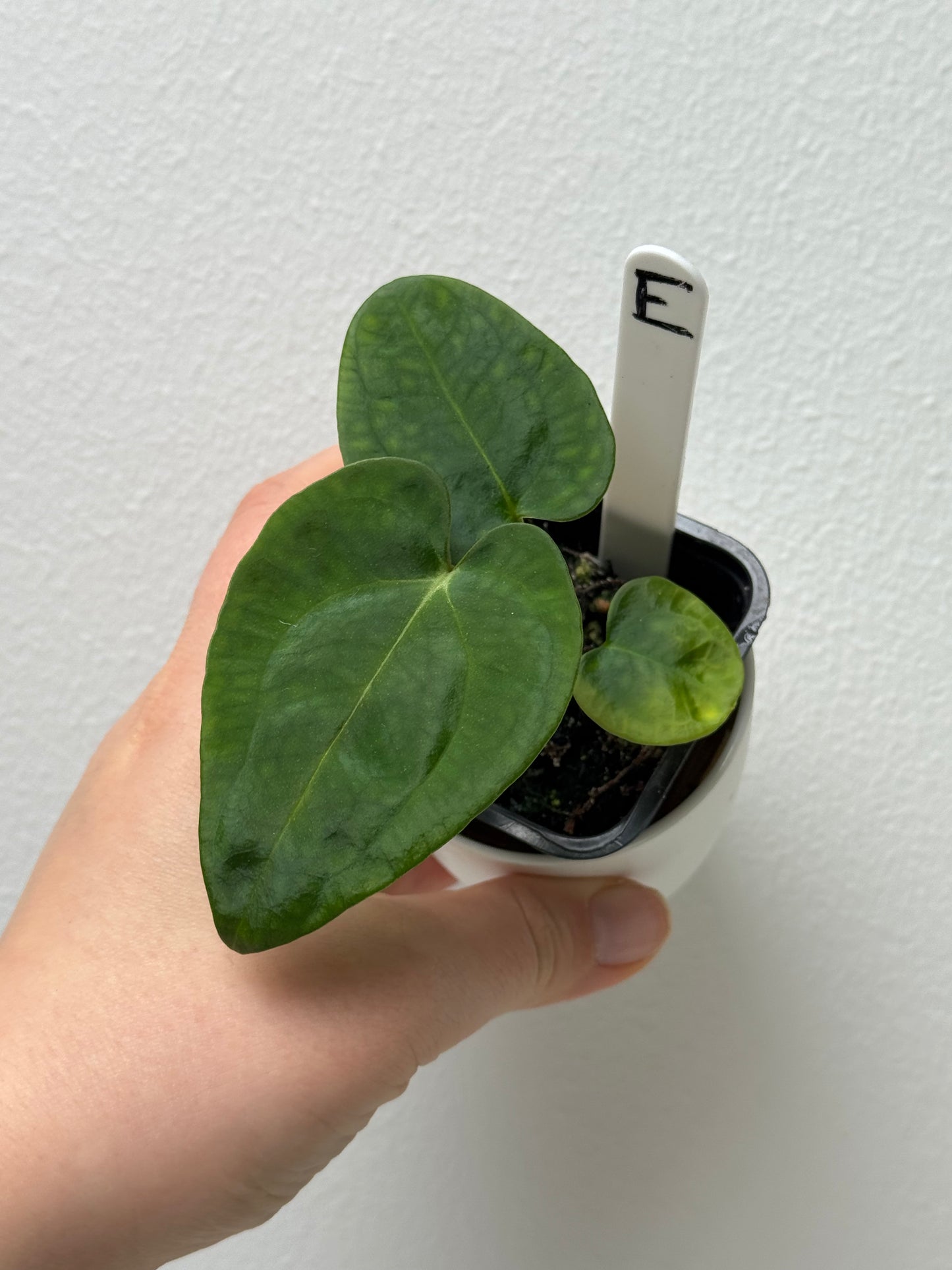 Anthurium carlablackiae (NSE) x (Dorito Port x RLFS)