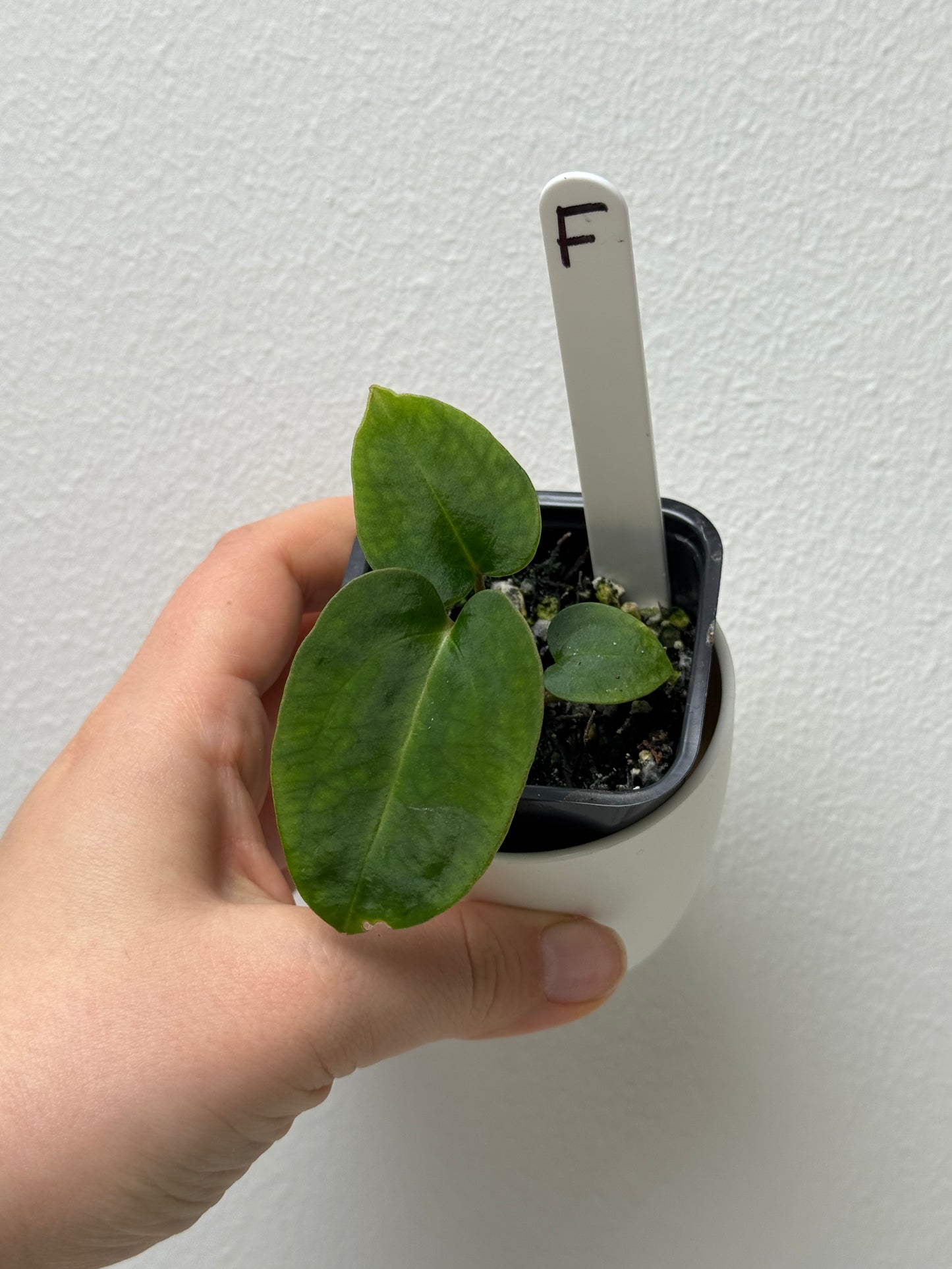 Anthurium carlablackiae (NSE) x (Dorito Port x RLFS)