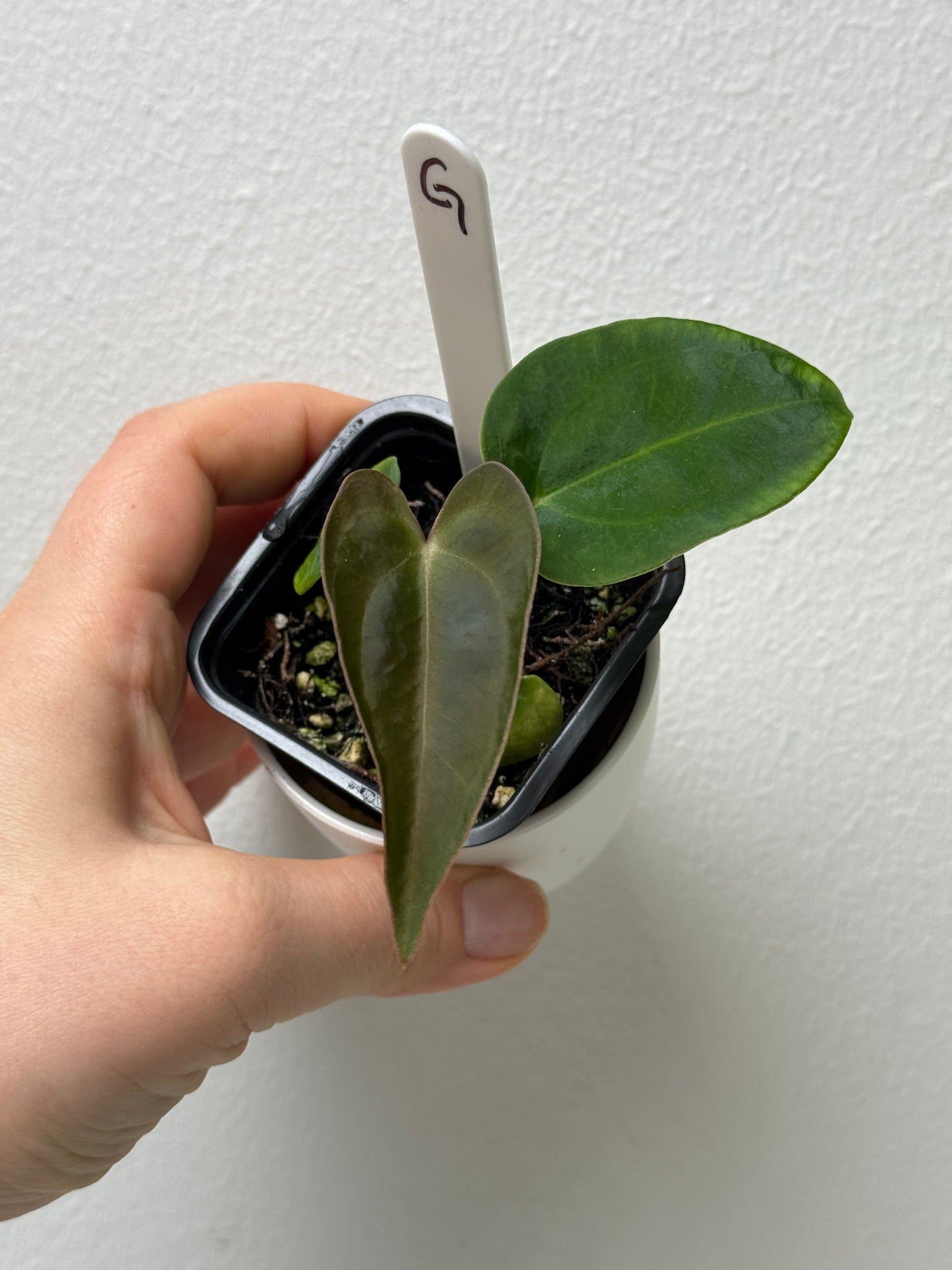 Anthurium carlablackiae (NSE) x (Dorito Port x RLFS)