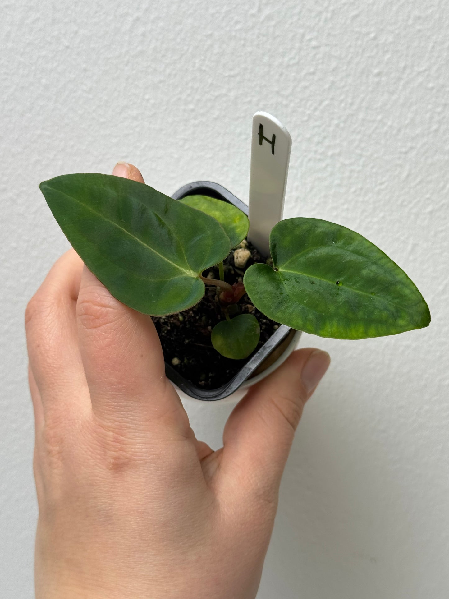 Anthurium carlablackiae (NSE) x (Dorito Port x RLFS)