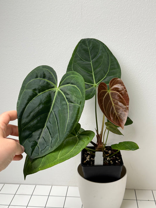 Anthurium 'Silver Shield' x 'Mr Worldwide'