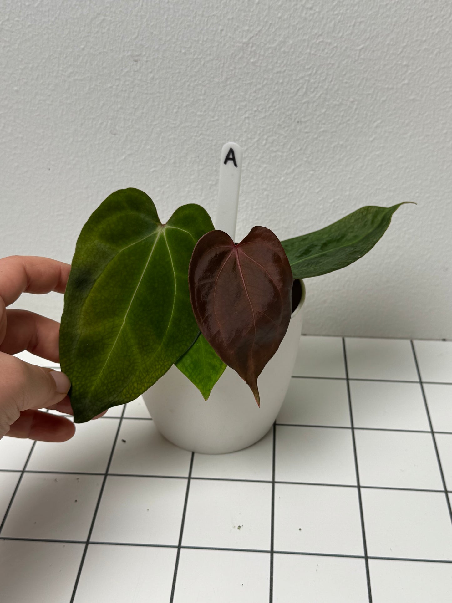 Anthurium carlablackiae X (NSE) x complex HU hybrid 1