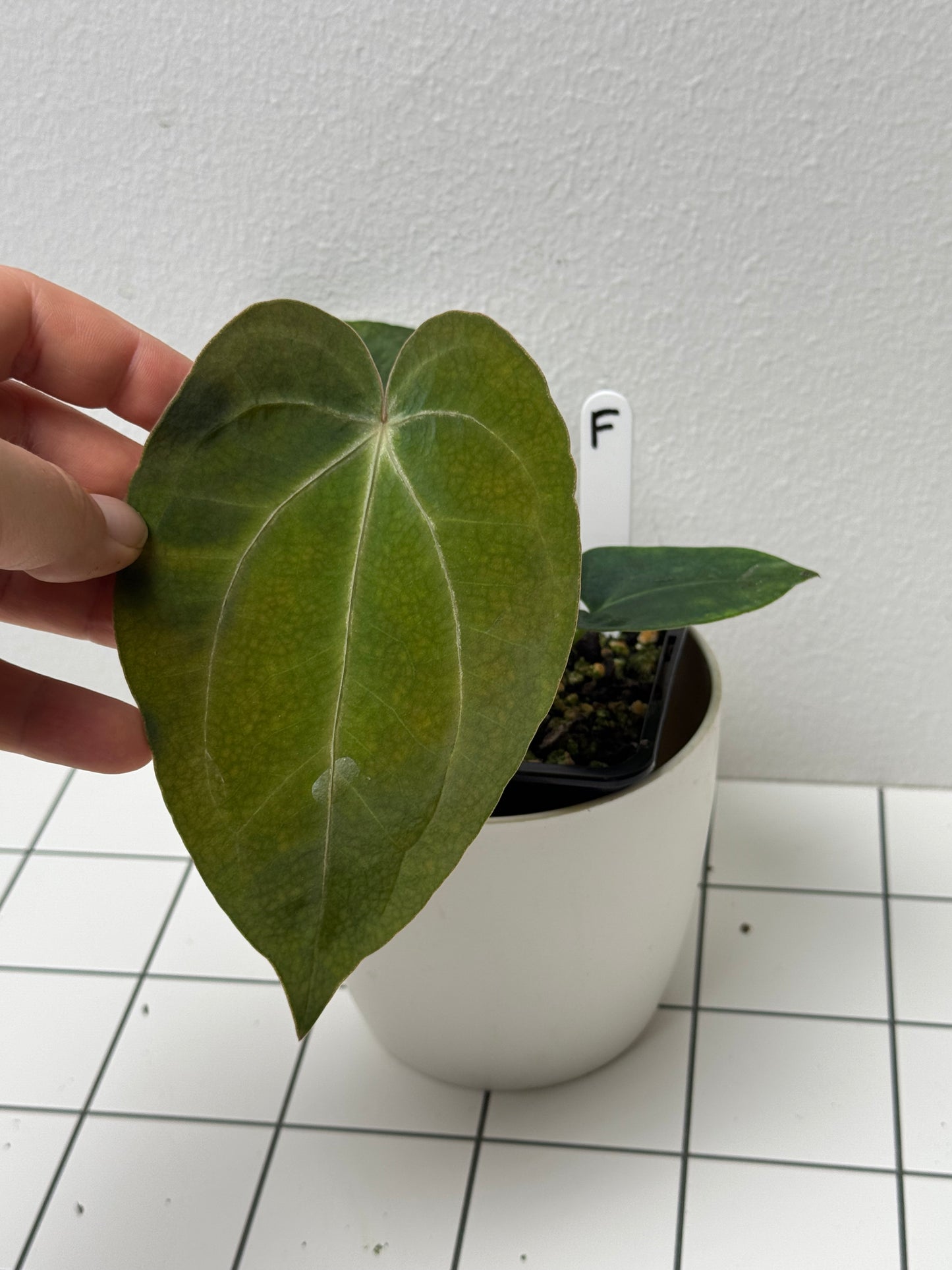 Anthurium carlablackiae X (NSE) x complex HU hybrid 1
