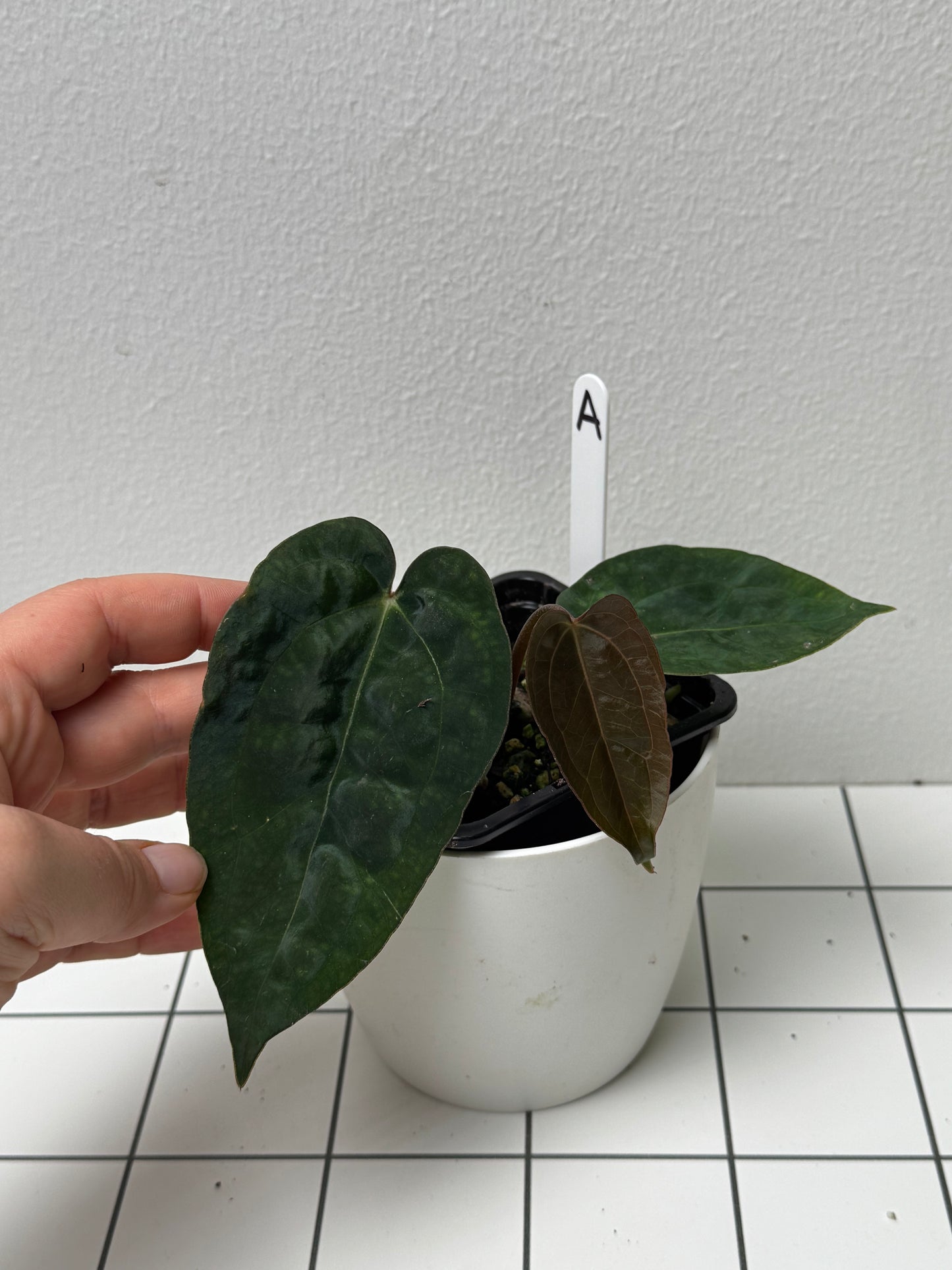 Anthurium (Zara x Michelle) x (Dorito Port x RLFS)