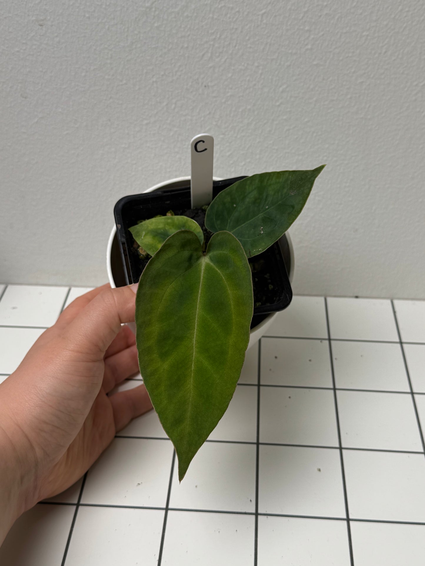 Anthurium (Zara x Michelle) x (Dorito Port x RLFS)