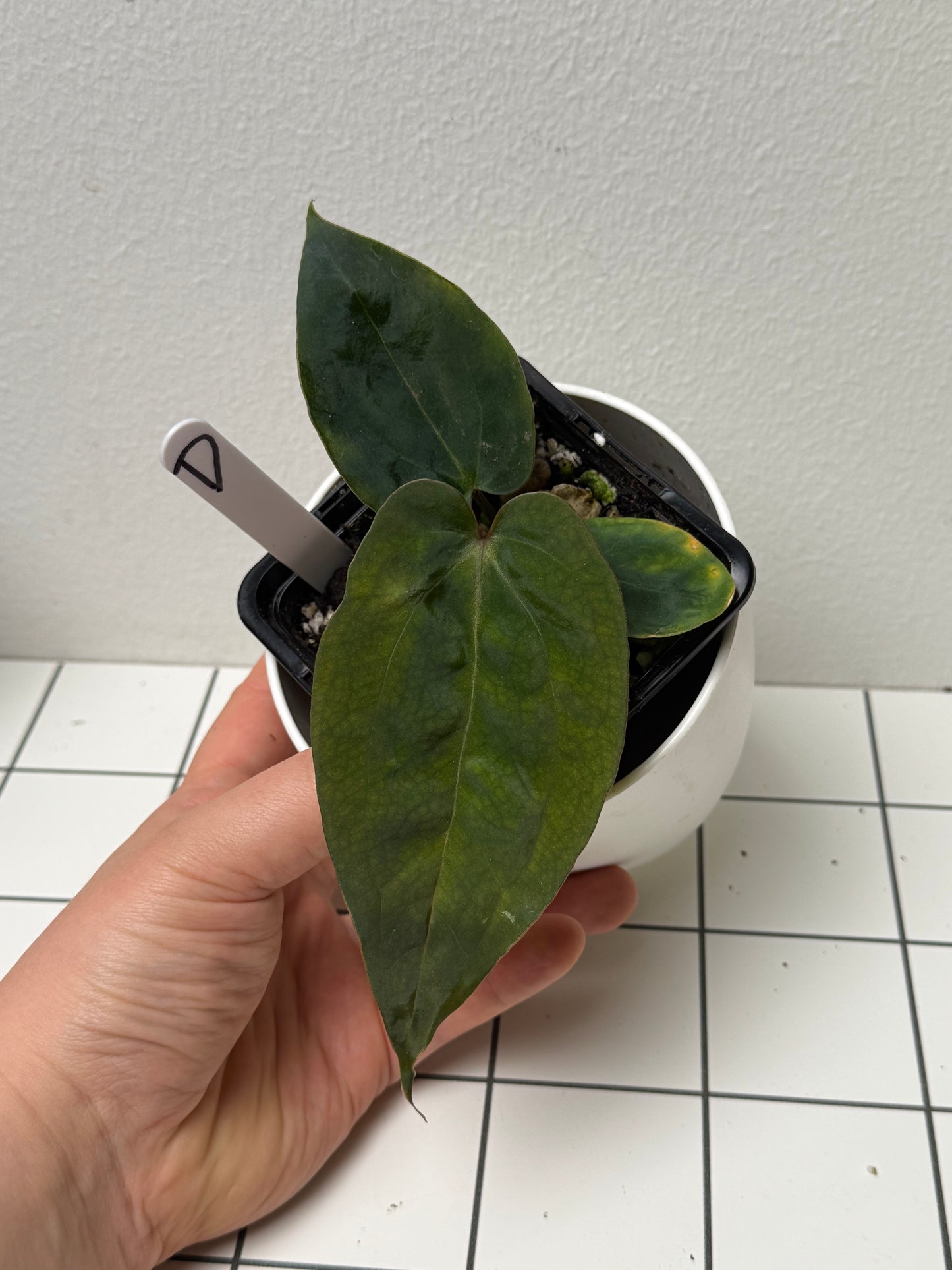Anthurium (Zara x Michelle) x (Dorito Port x RLFS)