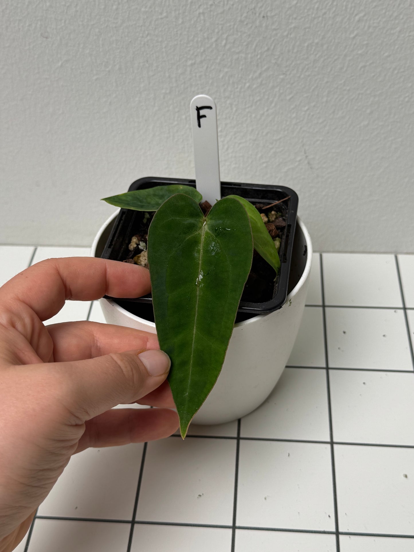 Anthurium (Zara x Michelle) x (Dorito Port x RLFS)