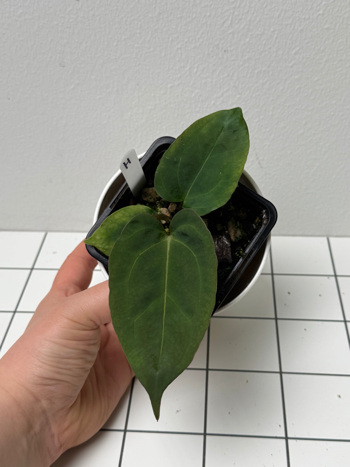 Anthurium (Zara x Michelle) x (Dorito Port x RLFS)