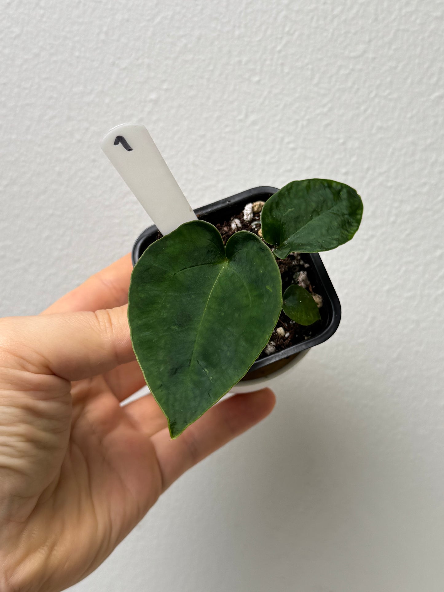 Anthurium (Ace of Spades x forgetii df) 2 x (Dorito port x RLFS)