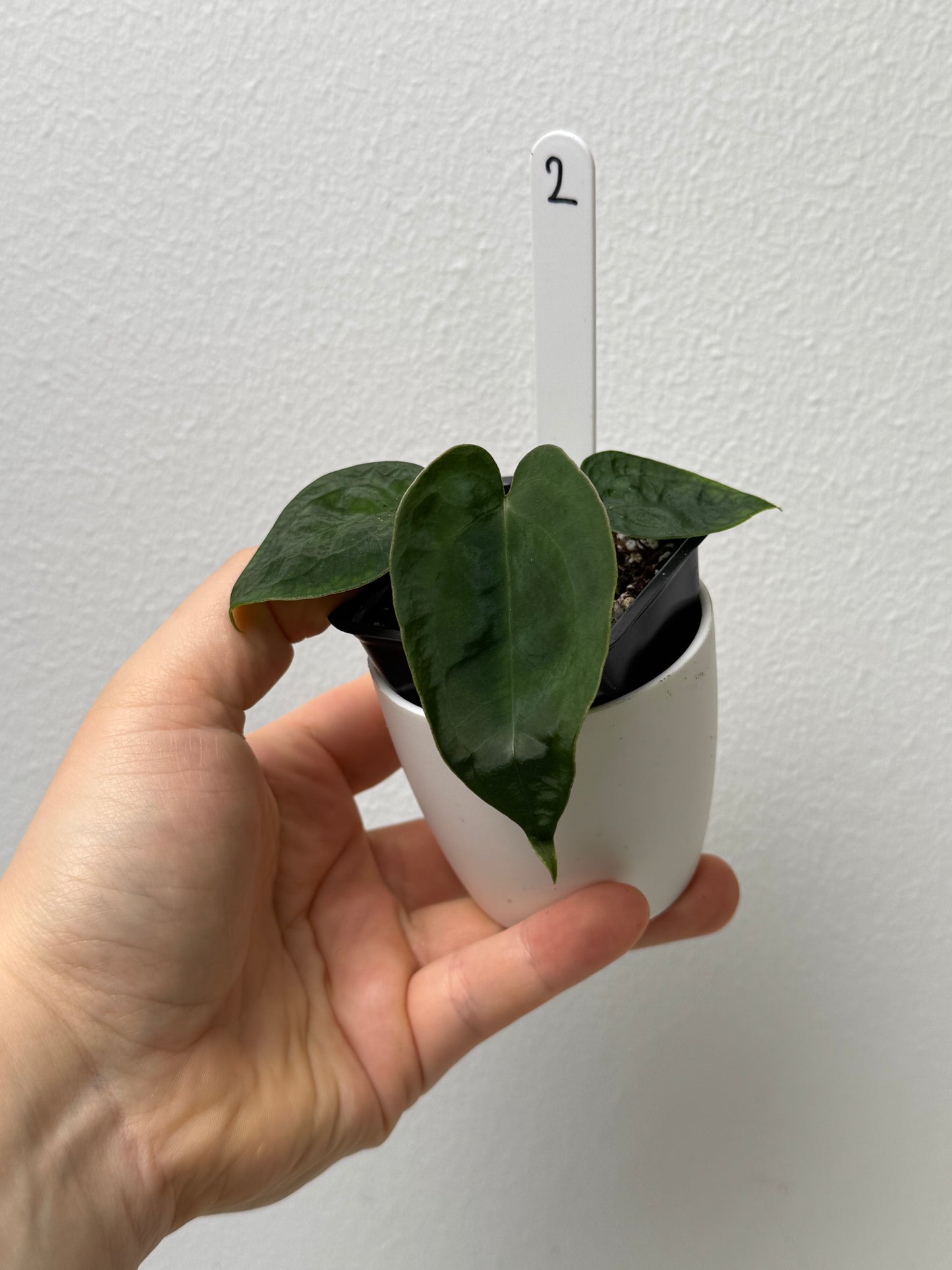 Anthurium (Ace of Spades x forgetii df) 2 x (Dorito port x RLFS)