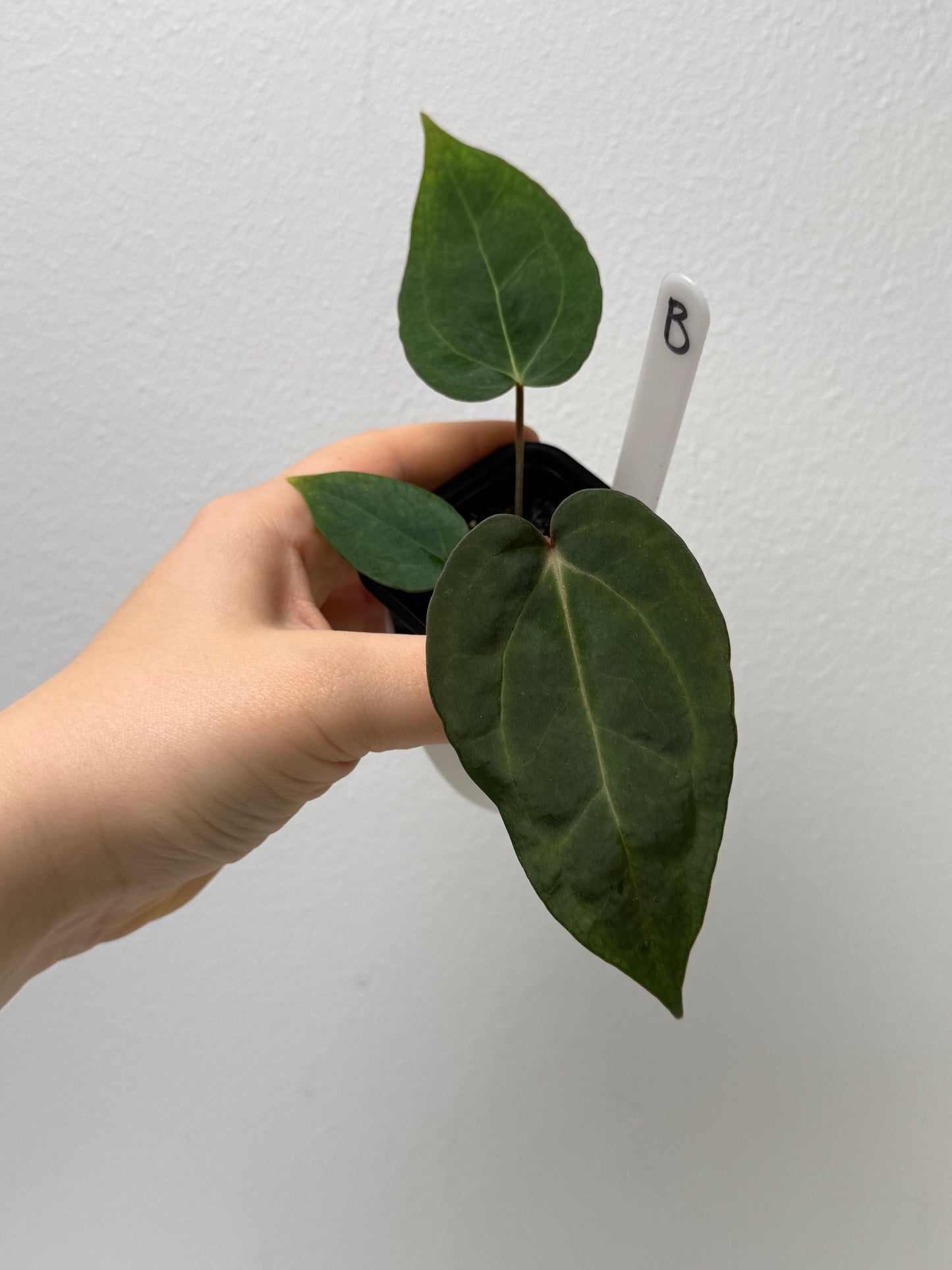 Anthurium (Red Crystallinum x forgetii) x (Zara x Michelle)