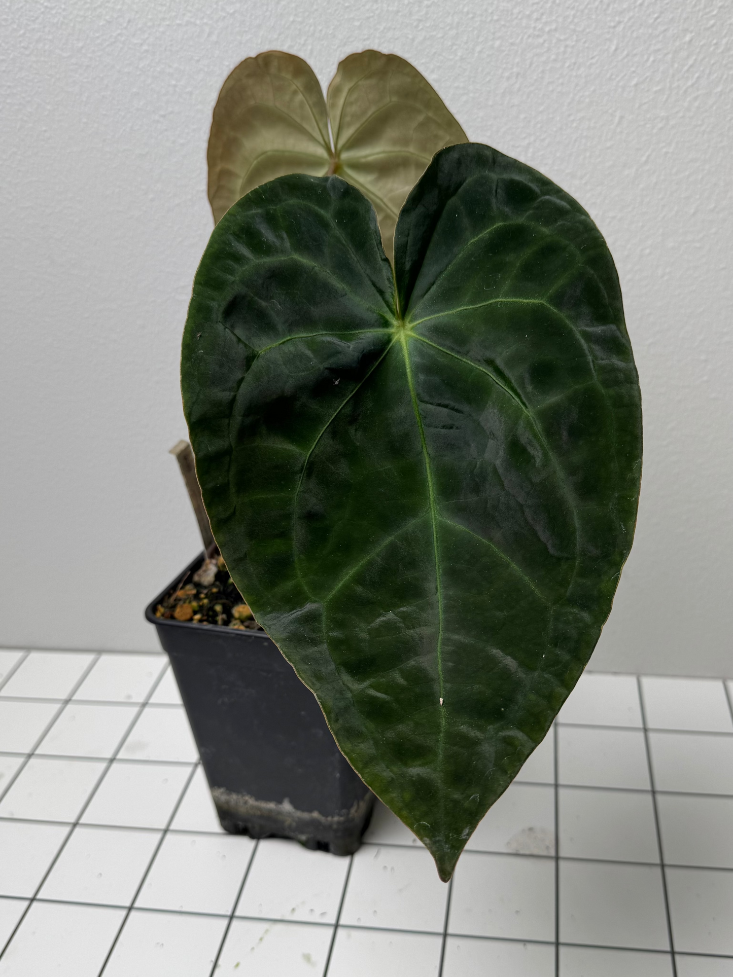 Anthurium 'Veluntarch' x forgetii