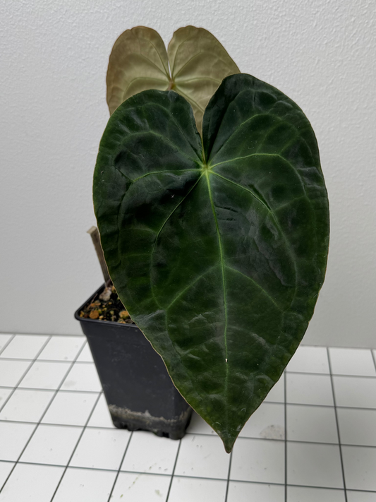 Anthurium 'Veluntarch' x forgetii