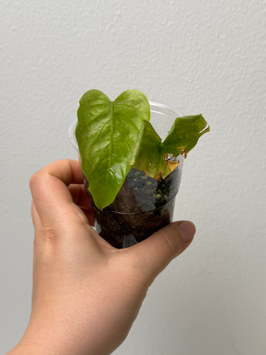 Anthurium schottianum