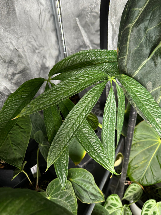 Anthurium 'Huanco Fingers' (a peruvian noid)