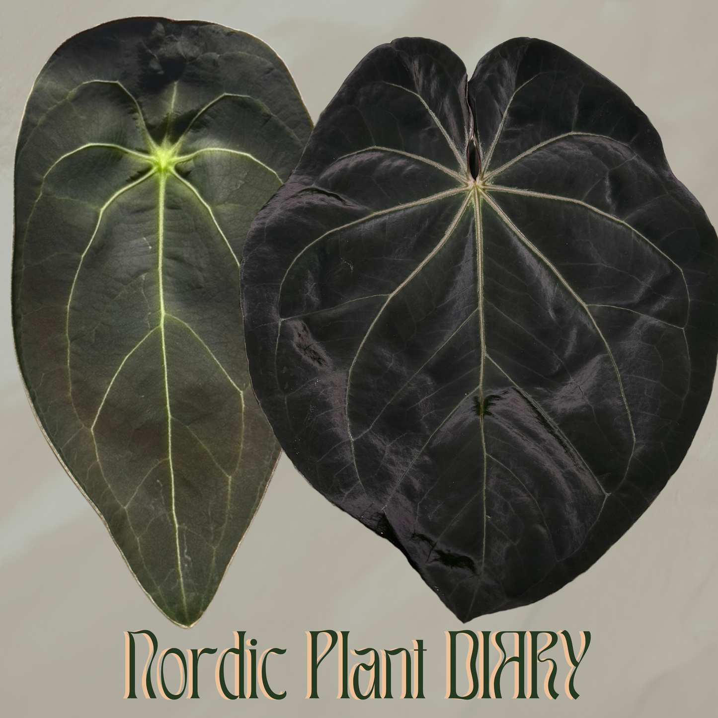 Anthurium Velvet mask x complex HU hybrid 1