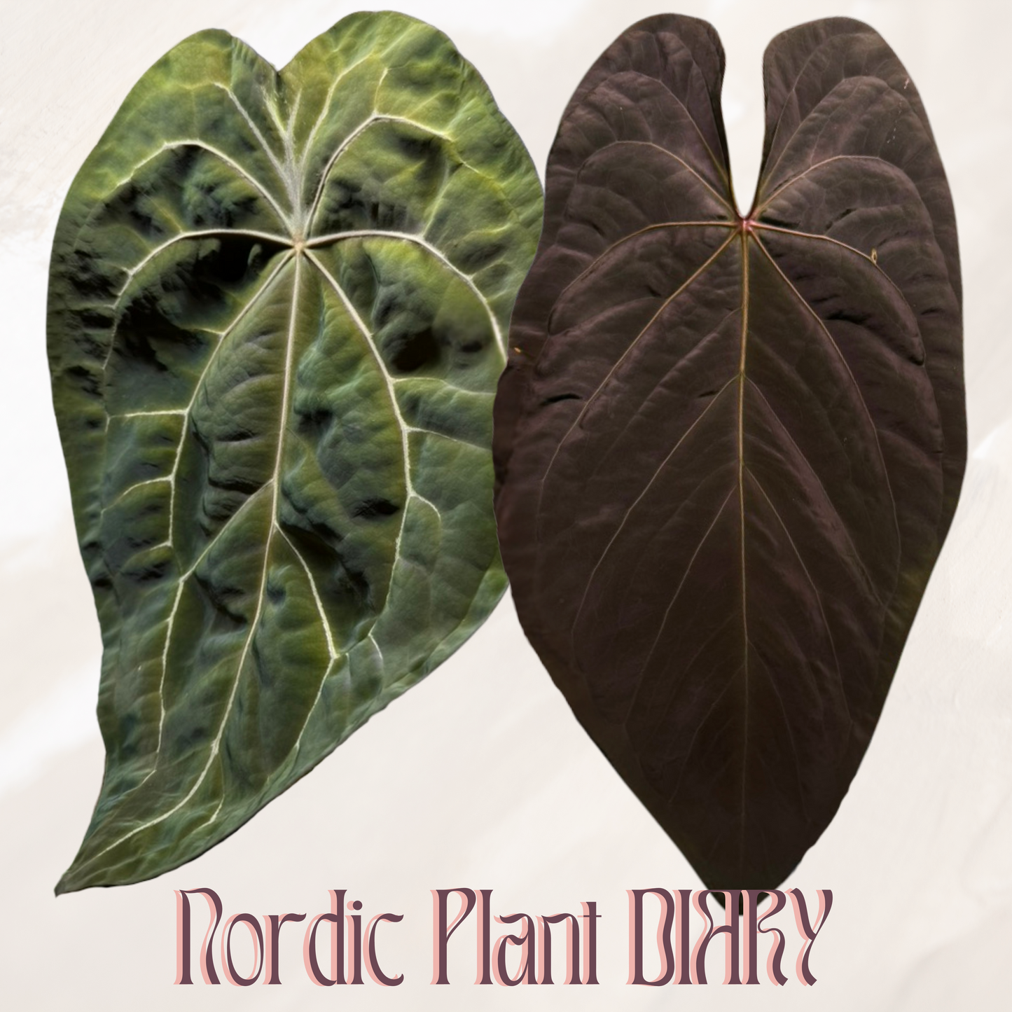 Anthurium (Red Crystallinum x forgetii) x (noid 'Code Red' x papillilaminum 'A+')