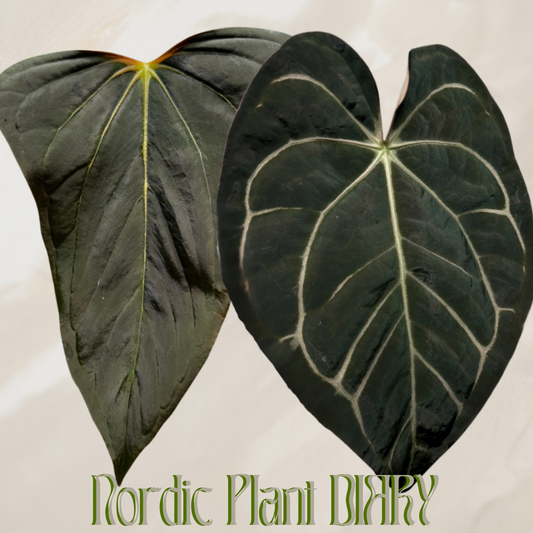 Anthurium (Dorito Port x RLFS) x carlablackiae (NSE)