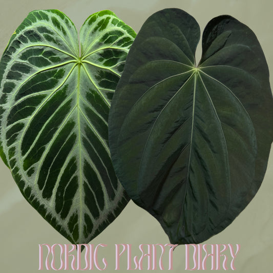 Anthurium Silver blush x BVEP ('round' x 'RA1')
