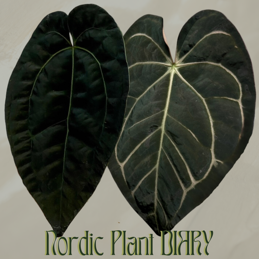 Anthurium Ace of Spades x carlablackiae (NSE)