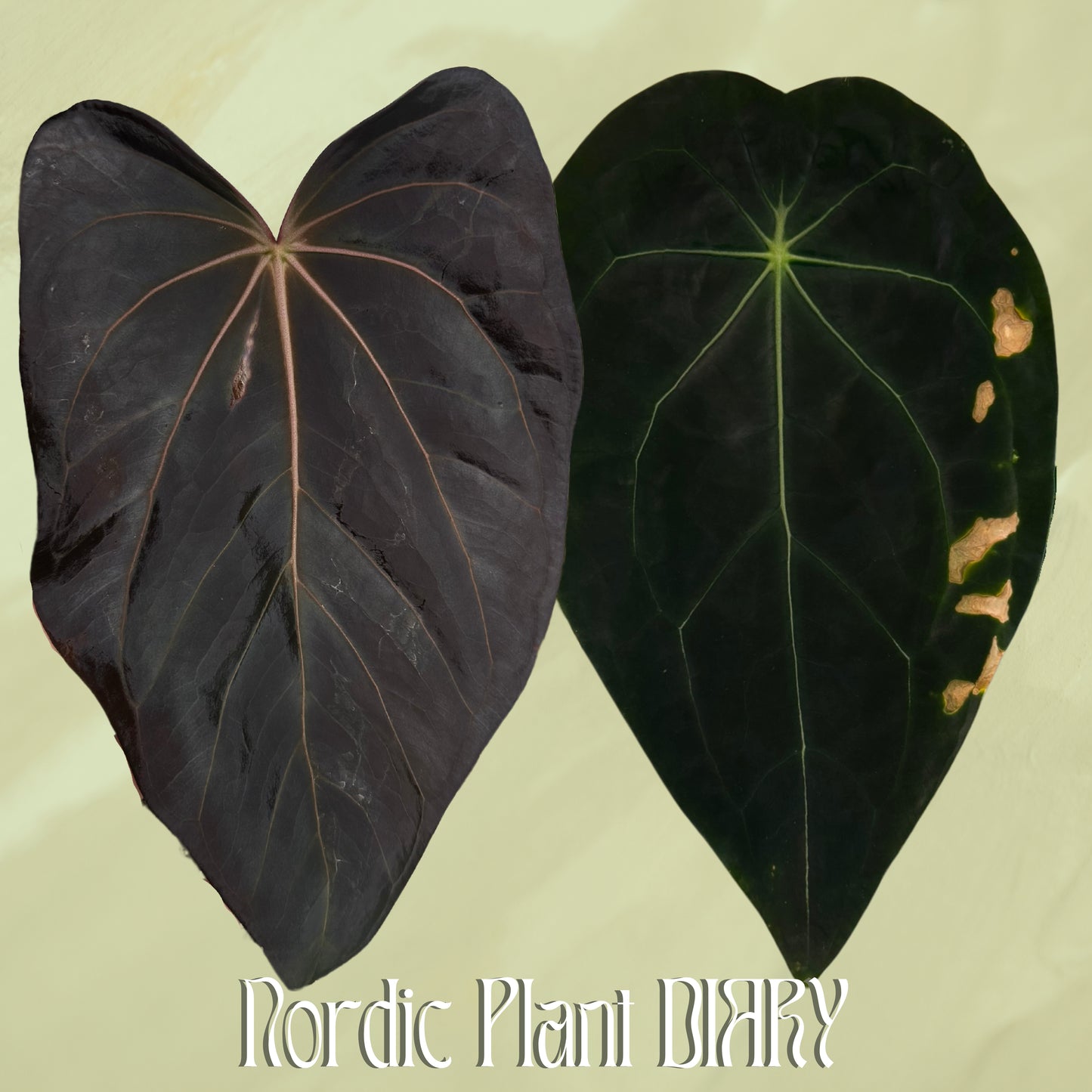 Anthurium carlablackiae X (NSE) x (forgetii x warocquenum 'Alien')