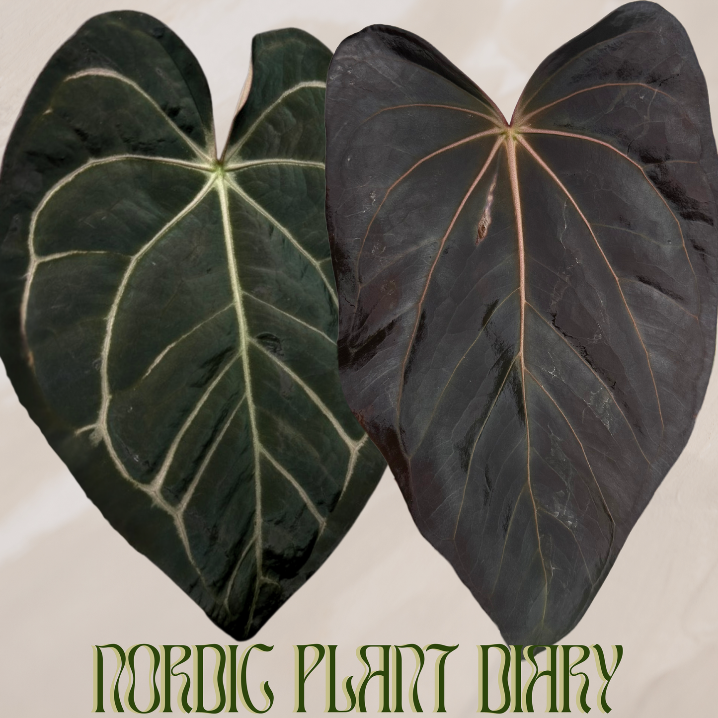 Anthurium carlablackiae (NSE) x carlablackiae X (NSE)