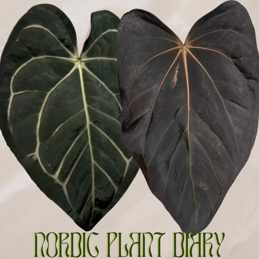 Anthurium carlablackiae (NSE) x carlablackiae X (NSE)