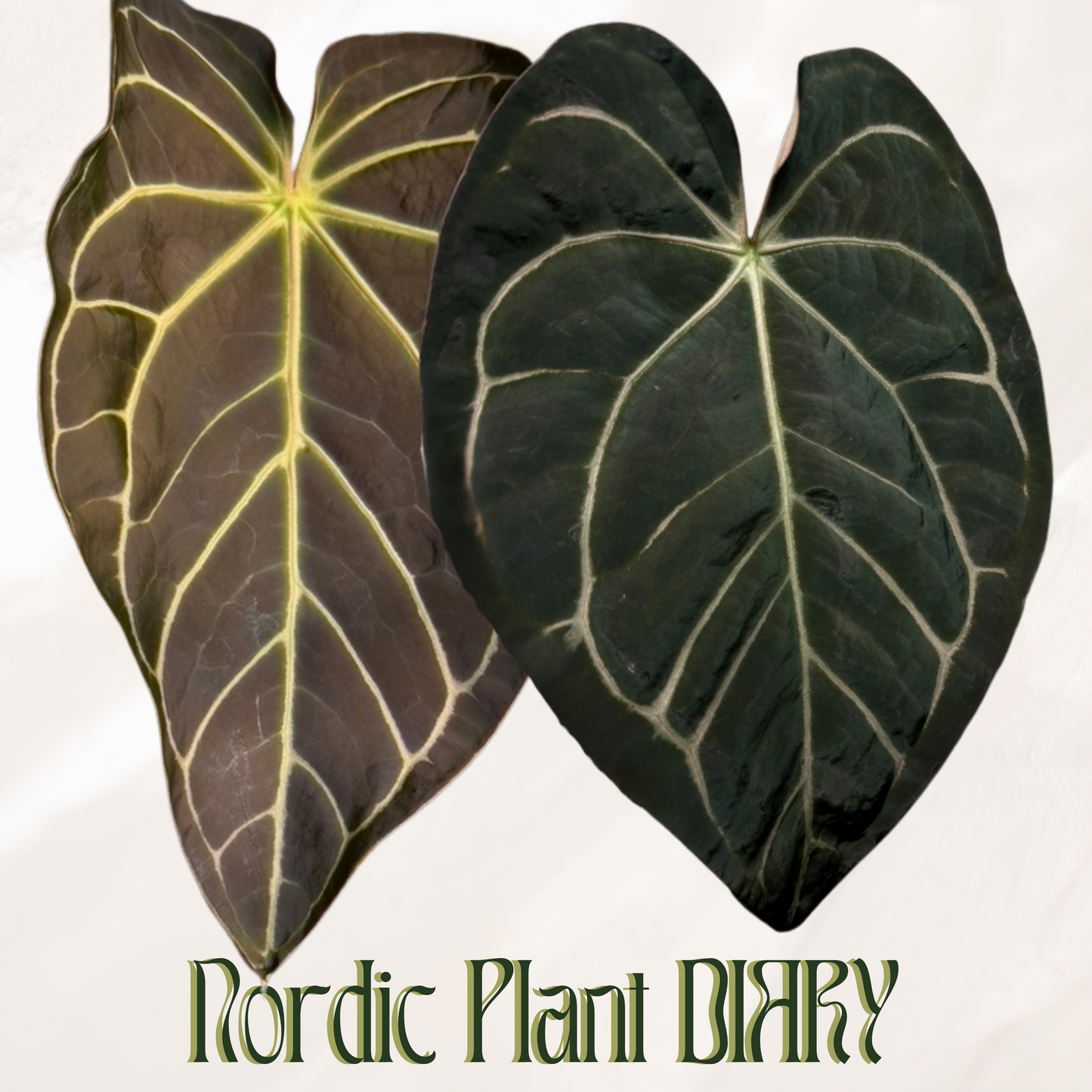 Anthurium magnificumX x carlablackiae (NSE)