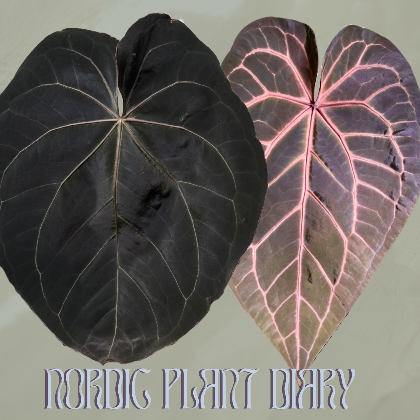 Anthurium Complex HU hybrid 1 x (Zara x Michelle)